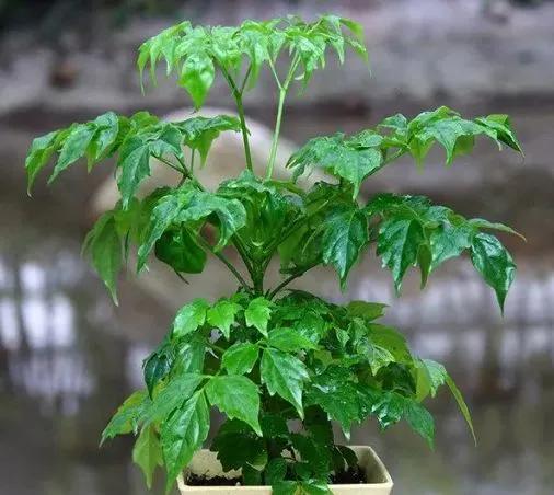 这些植物不仅自带 喜气 还非常好 养活 上海都市网 上海经济网 上海新闻媒体文章发布平台