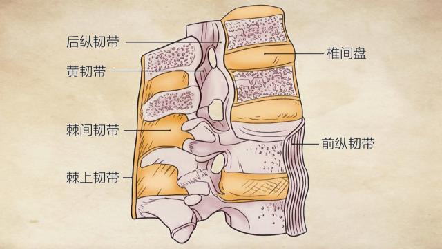 椎体韧带解剖图图片