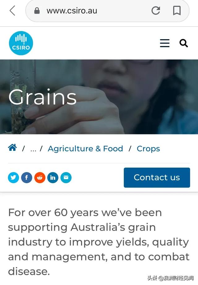 从颗粒无收到出口大国 —— 澳大利亚的小麦之路