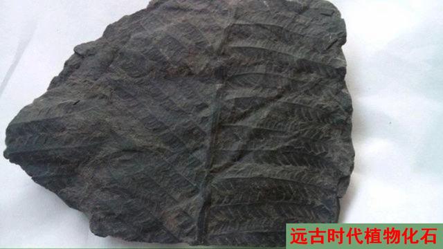 二年级语文下册语文园地六教学内容预习