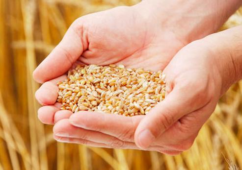 中国拒绝了农业部长讨论大麦问题的要求