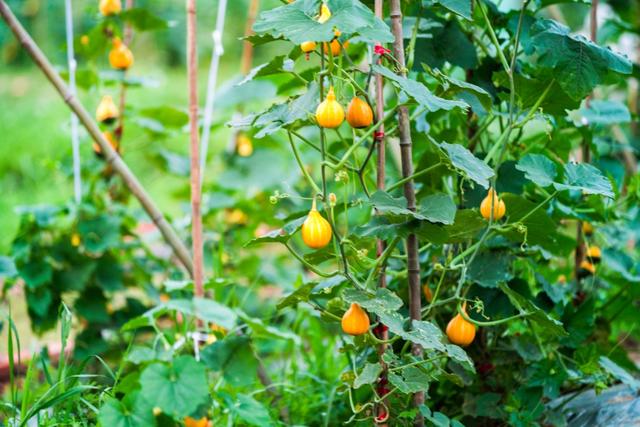 北纬29°最新发现，西南森林秘境里的金佛山爱必侬度假村！