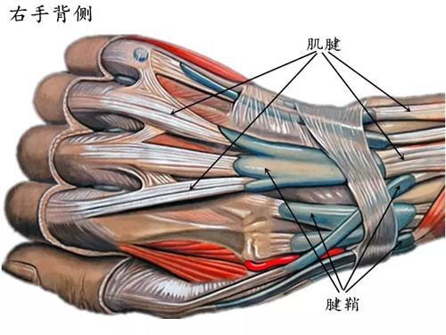 手部伸肌腱解剖图解ppt图片