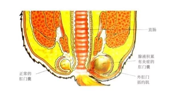 辟谣,如果你的狗狗大便正常,请不要频繁挤它的肛门腺_健康症状网