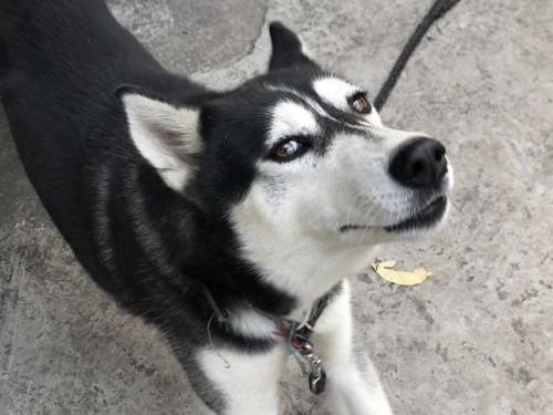 广告|狗狗感染蜱虫不要怕，试试福来恩