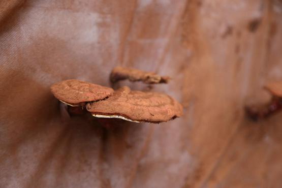 访仙灵芝处 瑞草冠众芳——记雷允上集团灵芝种植基地溯源