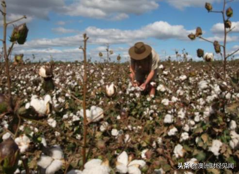 受旱灾影响，澳洲棉农损失惨重！中国民营公司承诺高价收购棉花？