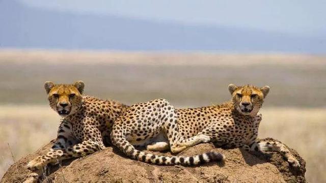 《什么比猎豹的速度更快》教学内容ppt课件图片预习-跟我学语文