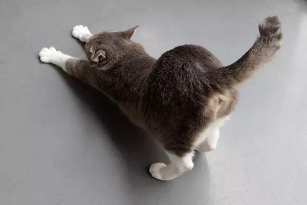 猫咪的肛门腺怎么护理