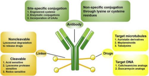 抗体偶联药物赛道布局持续火热 Velosbio获1 37亿美元融资