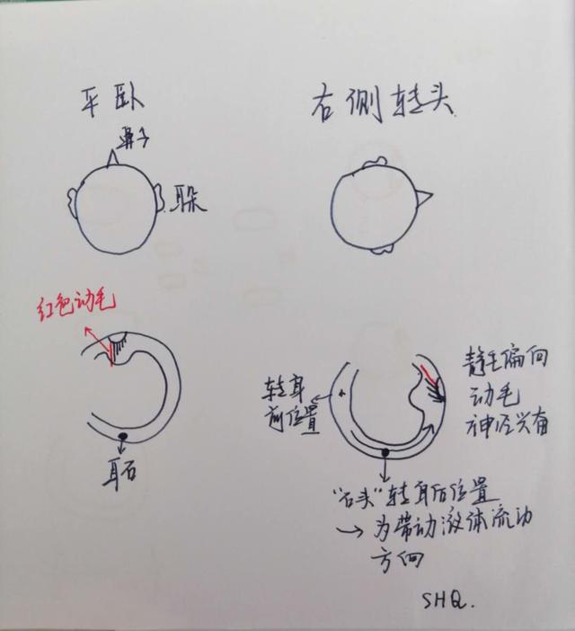 眼震是如何产生的耳石症之耳朵和眼睛之间的秘密一
