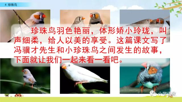 《珍珠鸟》教学内容ppt课件图片预习-跟我学语文