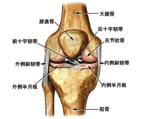 瑜伽动作如何检测自己是否站立时膝盖超伸预防撕裂前交叉韧带