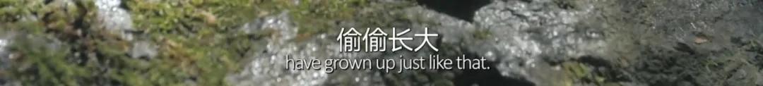 如果海子活到现在，他也会和北岛一样被骂吗？
