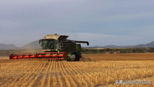 中国称将严查澳洲出口小麦! 农民表示非常担忧!