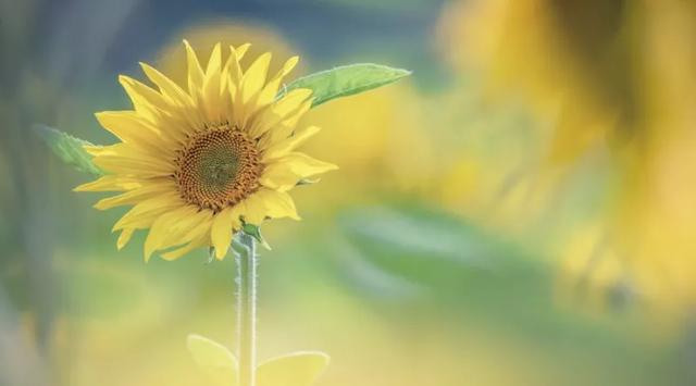 “妈妈，我没考好”，这位妈妈的的回答太聪明了，值得学习-兜得慧