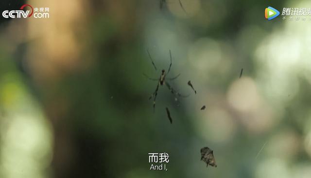 如果海子活到现在，他也会和北岛一样被骂吗？