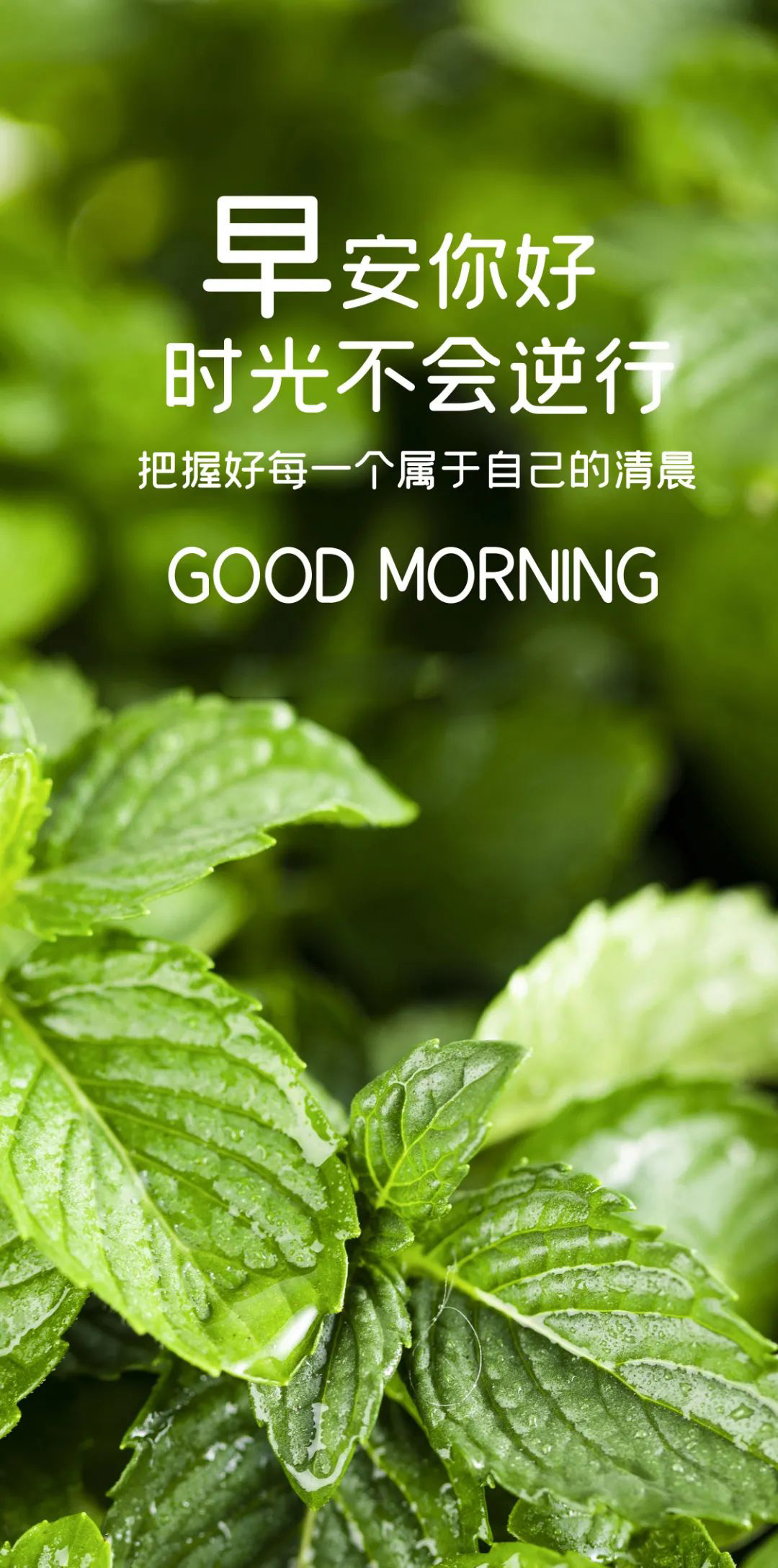 正能量早晨好问候语图片带字，阳光为向，放飞梦想