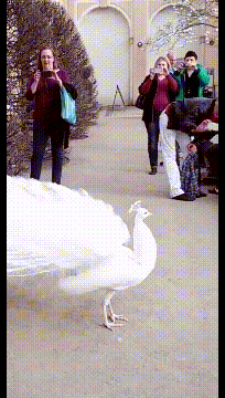 白孔雀开屏，见到的应该没几人吧