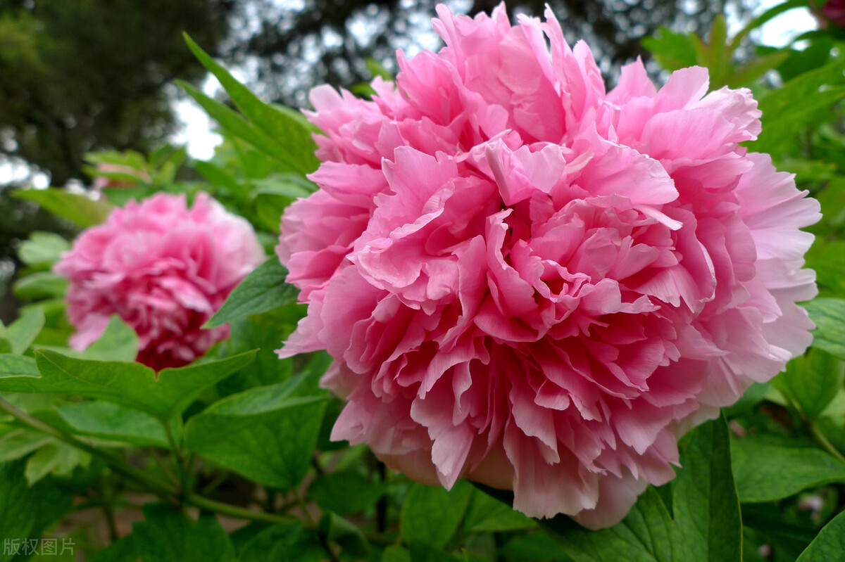 02临沂人民广场牡丹芍药次第开0202静等佳人来相会