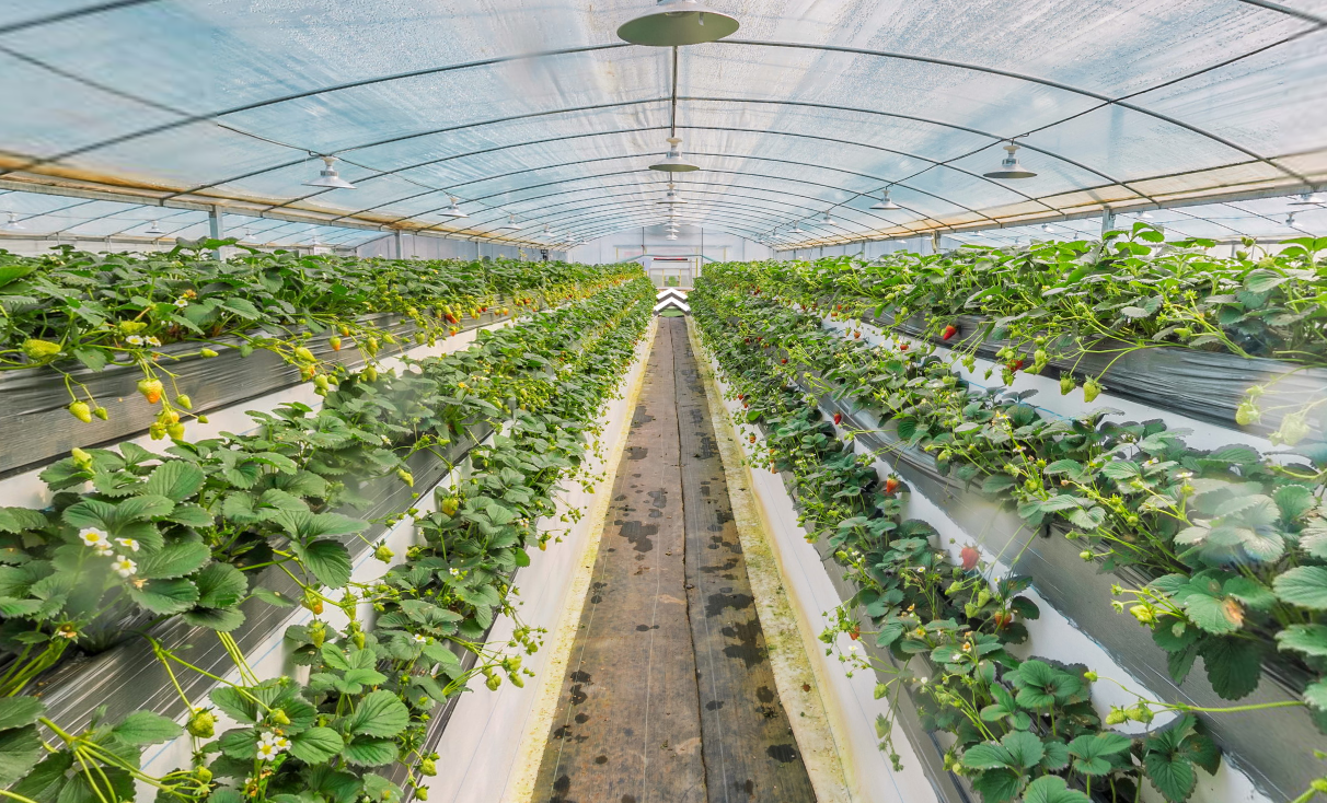 红姬草莓采摘基地位于建德草莓小镇内,是集草莓生态种植,休闲采摘,苗