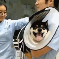爆笑动图：血与泪的教训，内裤一定要勤洗！