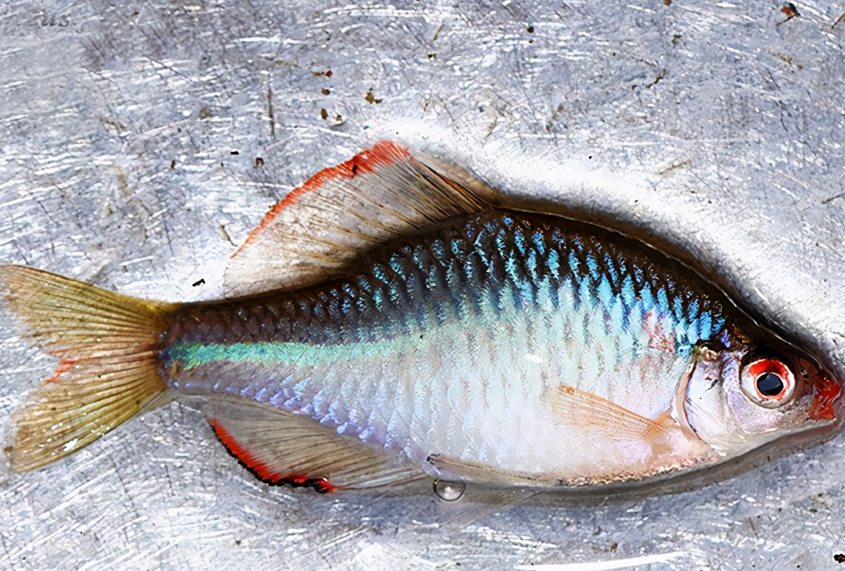 鳑鲏中国原生观赏鱼新宠