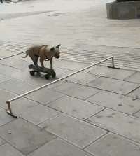 爆笑动图GIF：毛线走出了维密的气质！