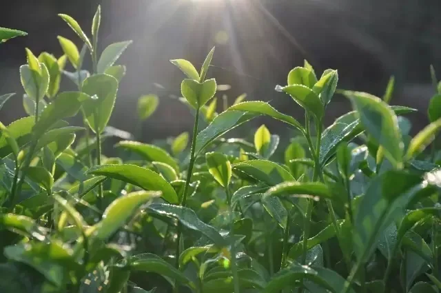关于小暑的文章段落，有关小暑黑板报的文案