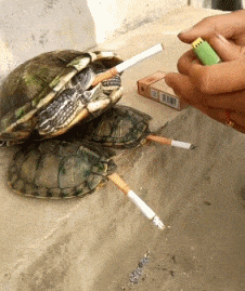 GIF动态图片搞笑的：姑凉，你……掉毛啊！