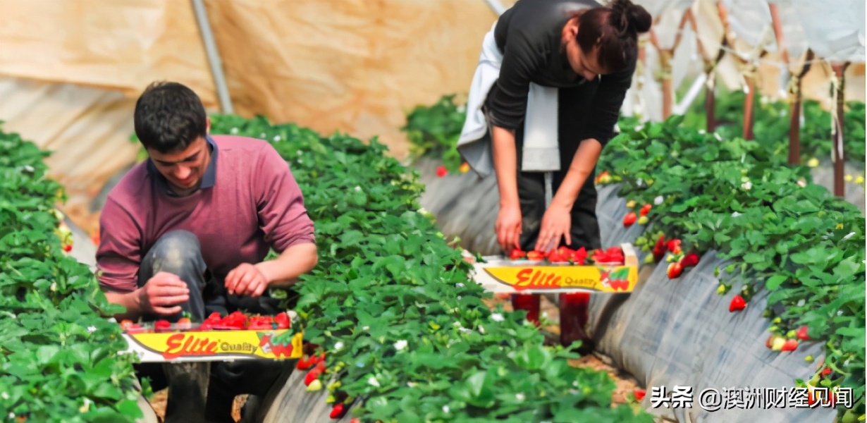 维州仅1%失业者愿意干农活，农场主被迫包机求助海外