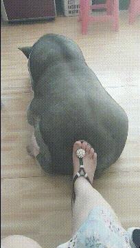 淘宝上买的小香猪，后来给了差评，现在看来错怪卖家了