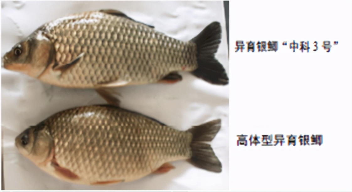 雌核生殖的鲫鱼异育银鲫与异育银鲫中科三号