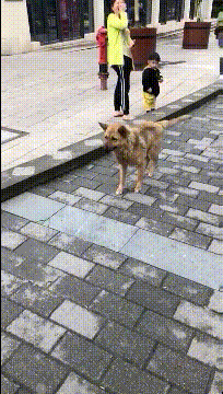 带狗子去过一次酒吧，从此就一发不可收拾