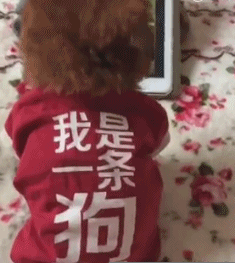 搞笑的GIF图片：铲屎的！你的良心就不会疼吗？