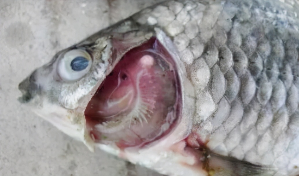 认识病鱼体表有灰白色或灰蓝色,无光泽的粘液膜的鱼类三代虫病_鱼病