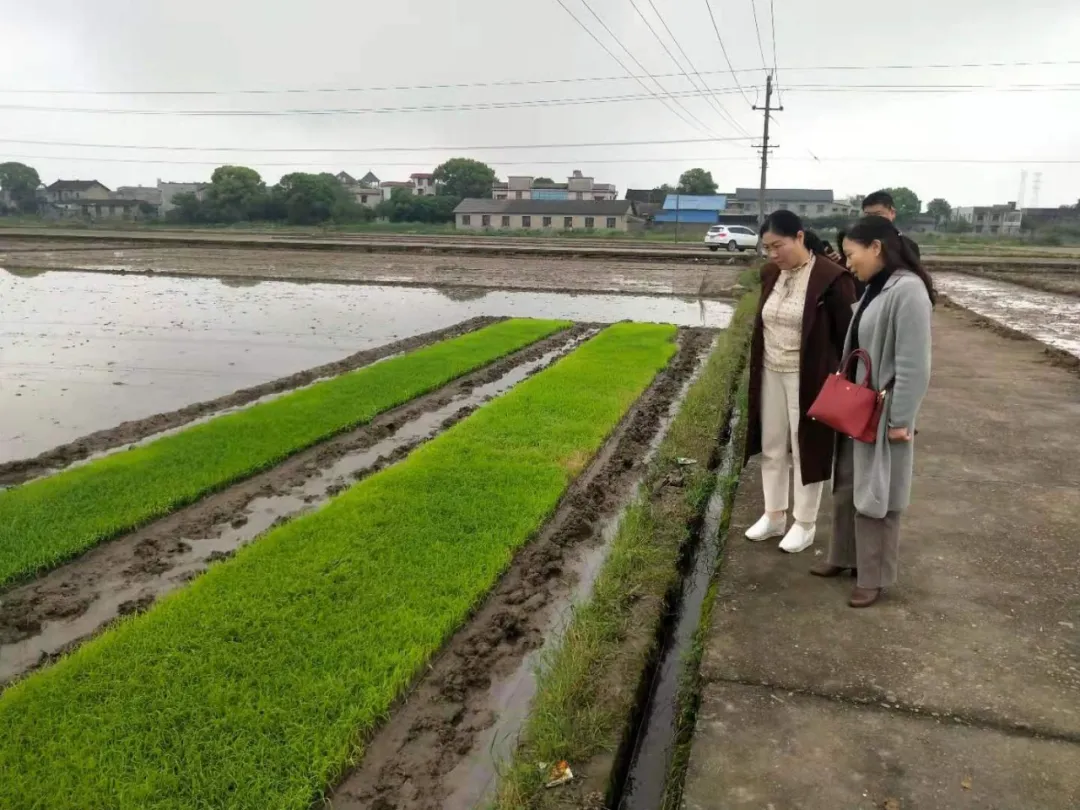 “九个迅速”硬措施​，湘潭市再次掀起早稻生产新高潮！