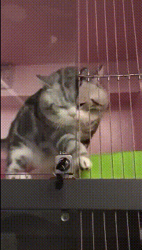爆笑gif动图图片：看着你是一条憨猫，没想到你是一个机灵鬼