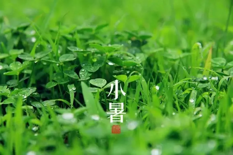 关于小暑的文章段落，有关小暑黑板报的文案