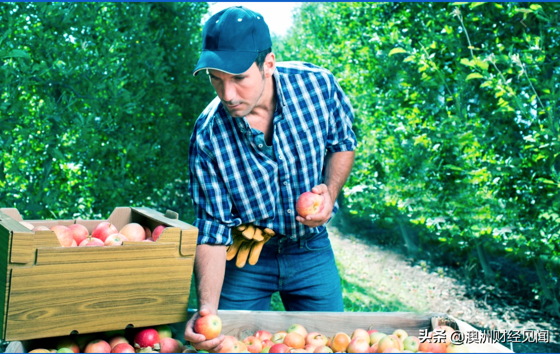 包机载季节临时工摘果子！维州农民想招工得先自掏腰包！