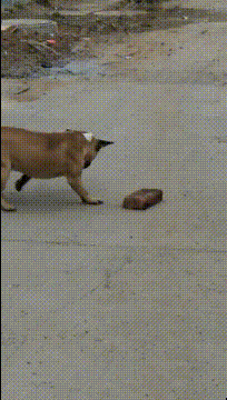 笑到肚子疼的GIF:你这么对新娘子开玩笑,迟早有一天坟头会长草的