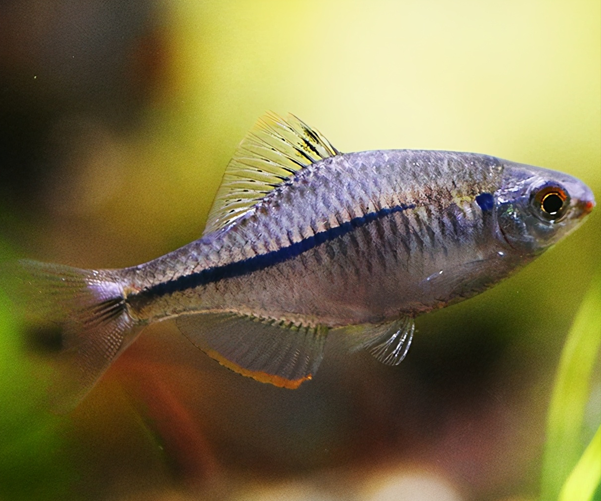 鳑鲏---中国原生观赏鱼新宠_观赏鱼类_西南渔业网 水花鱼 水产养殖