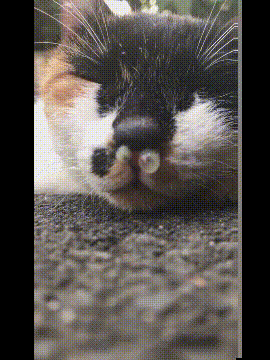 我家的猫感冒了，但睡觉的样子真的让人捧腹大笑