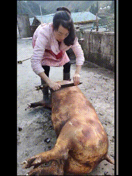 这是我杀猪的表姐，哪位缺女朋友来娶走吧